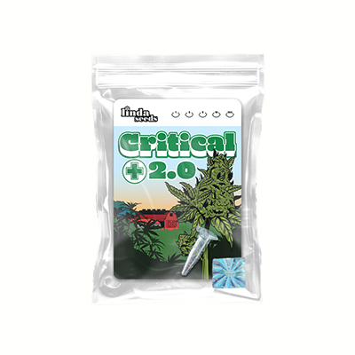 Critical+ 2.0 semilla > Linda Seeds | NUESTRAS RECOMENDACIONES DE SEMILLAS DE MARIHUANA  |  Semillas Baratas