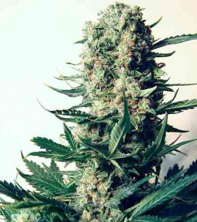 Indica Collection > Positronics | Feminized Marijuana   |  Indica