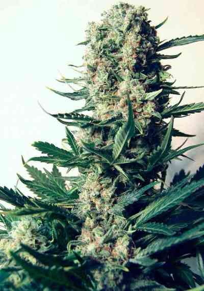 Critical #47 > Positronics | Feminisierte Hanfsamen  |  Indica