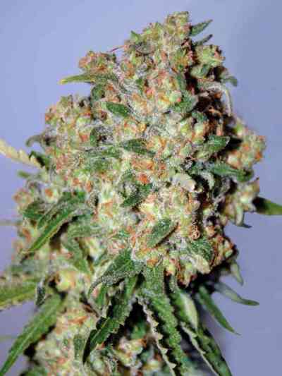 Feminized Collection #2 > Advanced Seeds | Feminisierte Hanfsamen  |  Indica