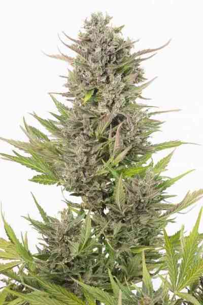 Critical Auto CBD > Dinafem | Autoflowering Hanfsamen  |  Hybrid