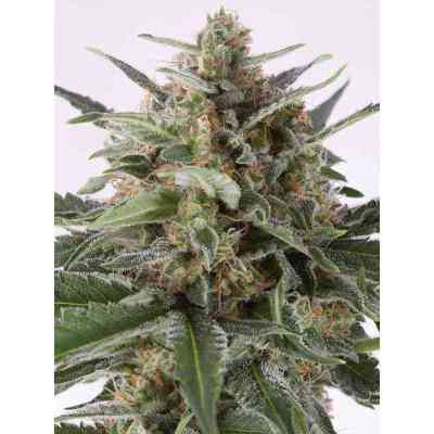 Critical+ > Dinafem Seeds | Semillas feminizadas  |  Híbrido