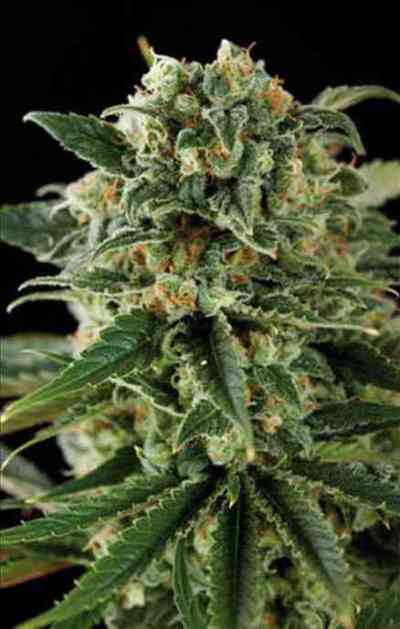 Critical Automatic > Blim Burn Seed | Graines Autofloraison  |  Indica