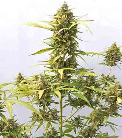 Express Collection > Positronics | Autoflowering Hanfsamen  |  Hybrid