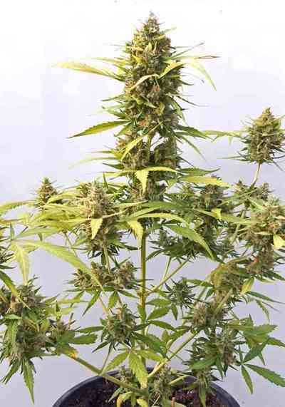 Critical Express > Positronics | Autoflowering Cannabis   |  Hybrid