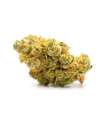 Critical Fast Version > Bulk Seeds | Feminized Marijuana   |  Indica