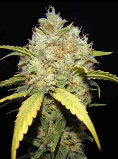 Critical Ganja > Makka Seeds