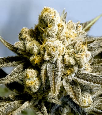 Critical Glue #4 Auto > High Speed Buds | Autoflowering Hanfsamen  |  Indica