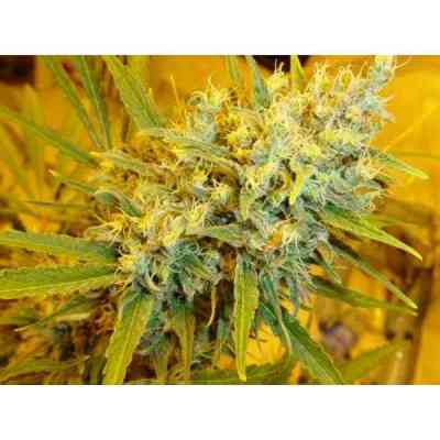 Critical Haze Seed > Mr. Nice | Regular Marijuana   |  Hybrid