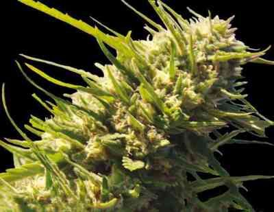 Critical Impact > Vision Seeds | Feminisierte Hanfsamen  |  Indica