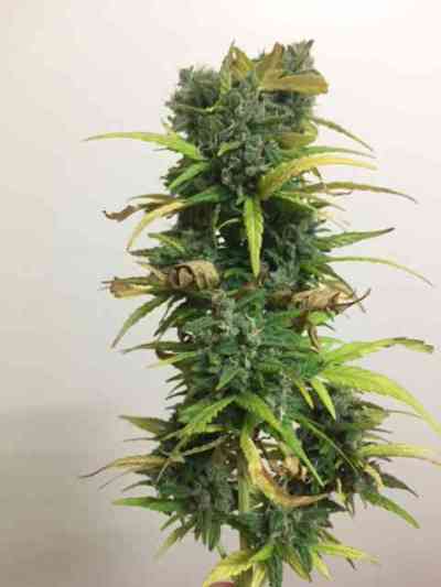 Critical Impact > Vision Seeds | Feminized Marijuana   |  Indica