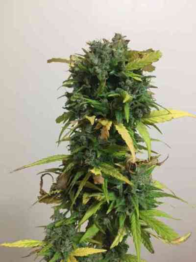 Critical Impact > Vision Seeds | Feminisierte Hanfsamen  |  Indica