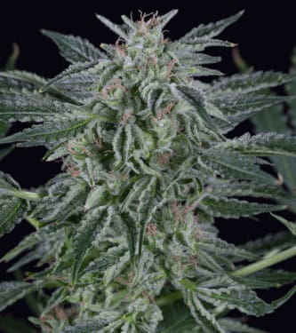 Critical Jack Auto > Silent Seeds | Semillas autoflorecientes  |  Índica