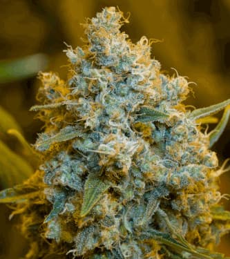 Critical Jack > Silent Seeds | Feminisierte Hanfsamen  |  Sativa