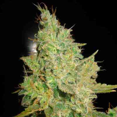 Critical Kali Mist > Delicious Seeds | Feminisierte Hanfsamen  |  Sativa