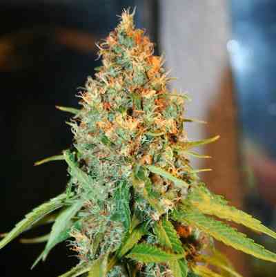 Critical Kali Mist > Delicious Seeds | Feminized Marijuana   |  Sativa