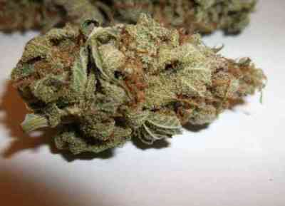 Critical Kali Mist > Delicious Seeds | Feminized Marijuana   |  Sativa