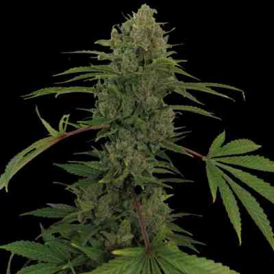 Critical Kush Auto > Barney\'s Farm | Autoflowering Hanfsamen  |  Indica