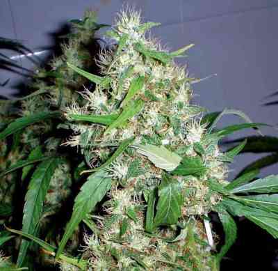 Critical Kush Auto > Barney\'s Farm | Autoflowering Hanfsamen  |  Indica