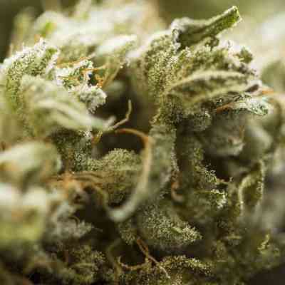 Critical Kush Auto > Barney\'s Farm | Autoflowering Cannabis   |  Indica