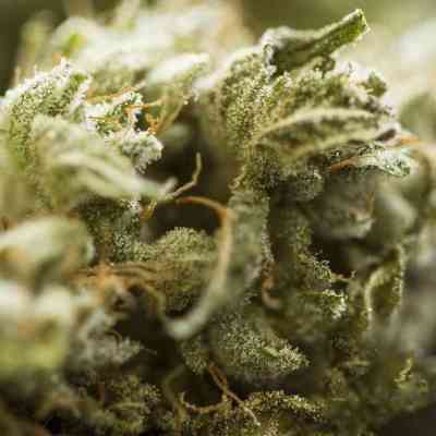 Critical Kush Auto > Barney\'s Farm | Autoflowering Hanfsamen  |  Indica