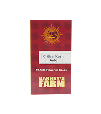 Critical Kush Auto > Barney\'s Farm | Graines Autofloraison  |  Indica