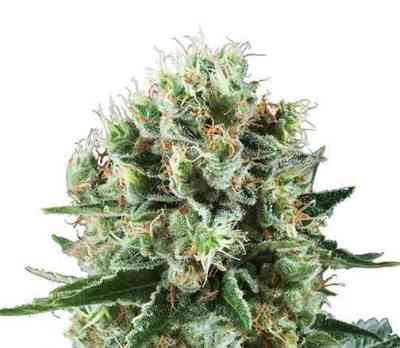 Critical Kush > Royal Queen Seeds | Graines Féminisées  |  Indica