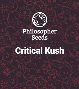 Critical Kush > Philosopher Seeds