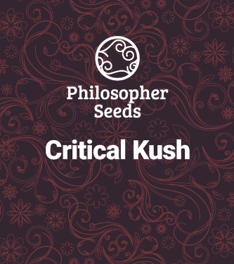 Critical Kush > Philosopher Seeds | Semillas feminizadas  |  Híbrido