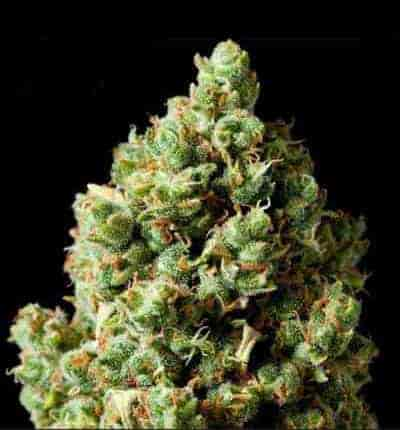 Critical Kush > Barney`s Farm | Feminized Marijuana   |  Indica