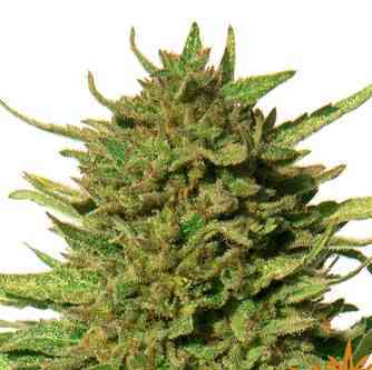 Critical Kush Seed > Barneys Farm | Regular Marijuana   |  Indica