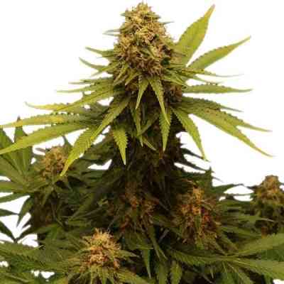 Critical > Royal Queen Seeds | Feminized Marijuana   |  hybrid