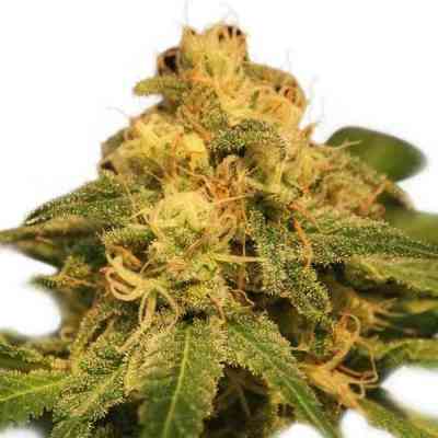 Critical > Royal Queen Seeds | Semillas feminizadas  |  Híbrido