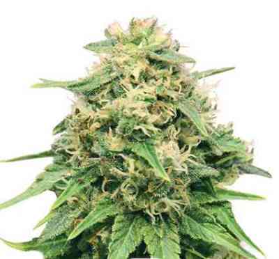 Critical > Royal Queen Seeds | Feminized Marijuana   |  hybrid