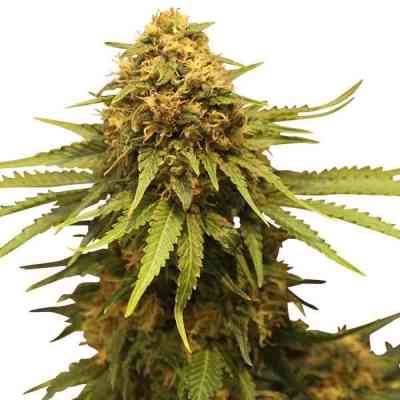 Critical > Royal Queen Seeds | Semillas feminizadas  |  Híbrido