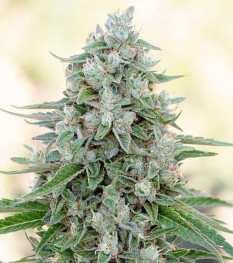 Critical Mango Seed > Silent Seeds | Feminized Marijuana   |  Indica