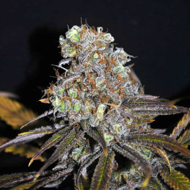 Critical Mass > Advanced Seeds | Feminized Marijuana   |  hybrid