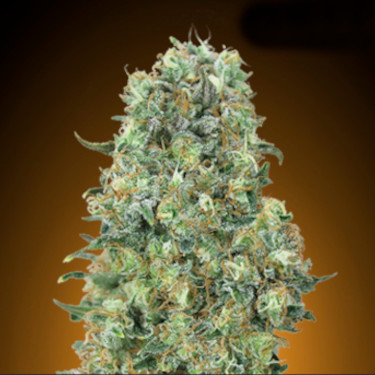 Critical Mass > Advanced Seeds | Feminized Marijuana   |  hybrid