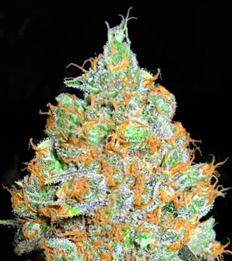 Critical Mass > Bulk Seed Bank | Feminisierte Hanfsamen  |  Indica