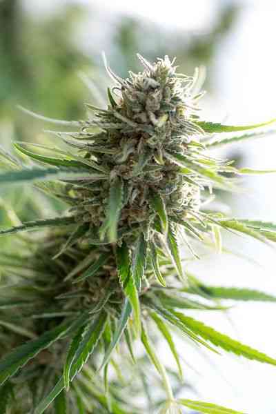 Critical Mass CBD > Dinafem Seeds