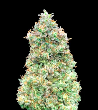 Critical Mass Fast > Advanced Seeds | Feminisierte Hanfsamen  |  Indica