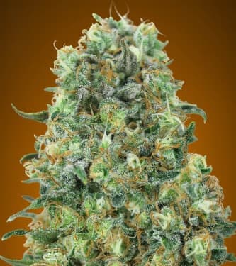 Critical Mass > Advanced Seeds | Feminisierte Hanfsamen  |  Hybrid