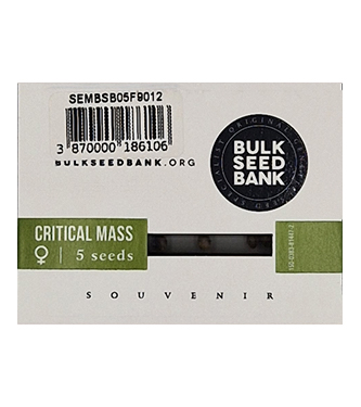 Critical Mass > Bulk Seed Bank | Semillas feminizadas  |  Índica