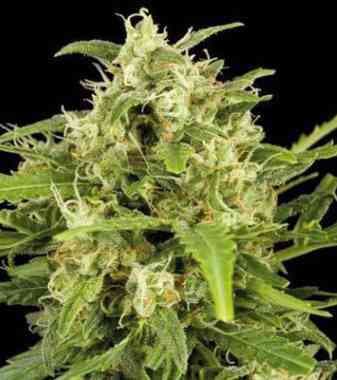 Critical Mass > Linda Seeds | Feminisierte Hanfsamen  |  Indica