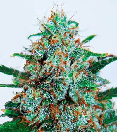 Critical Neville Haze Auto > Delicious Seeds | Autoflowering Cannabis   |  Sativa