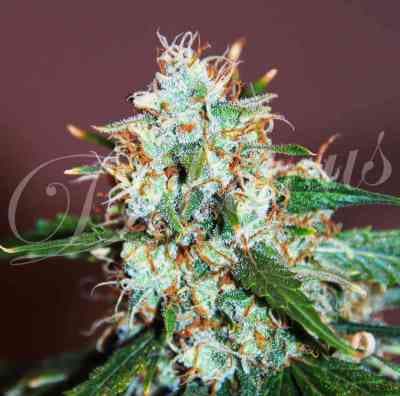 Critical Neville Haze Auto > Delicious Seeds | Autoflowering Cannabis   |  Sativa