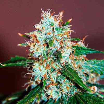 Critical Neville Haze > Delicious Seeds | Semillas feminizadas  |  Sativa