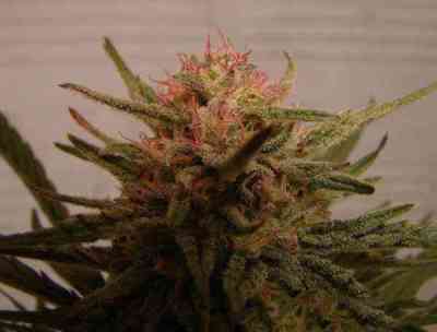 Critical Neville Haze > Delicious Seeds | Graines Féminisées  |  Sativa