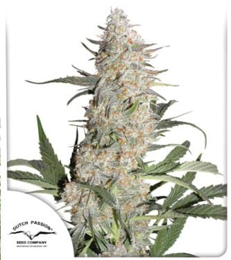 Critical Orange Punch > Dutch Passion