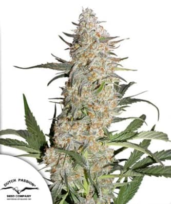 Critical Orange Punch > Dutch Passion | Feminisierte Hanfsamen  |  Hybrid